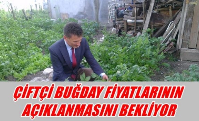 Çiftçi buğday fiyatlarının açıklanmasını bekliyor