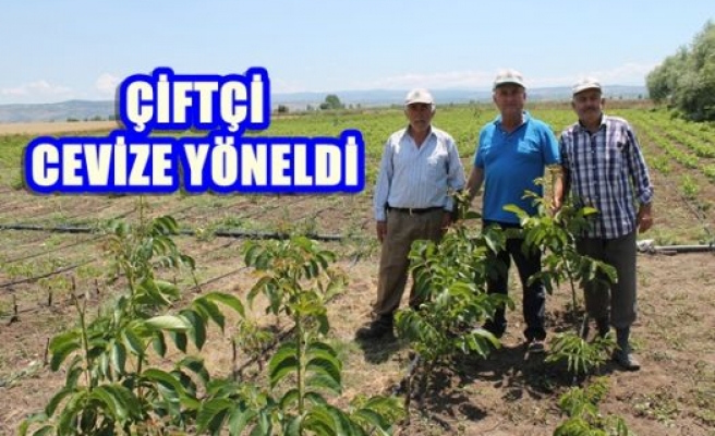 Çiftçi Cevize Yöneldi