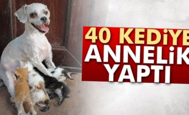 ‘Çirkin’ 40 kediye annelik yaptı