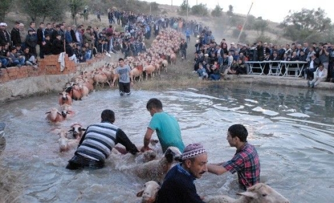 Çobanların Sürüleri Üzerindeki Hakimiyeti Yarışması