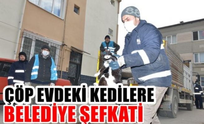 Çöp evdeki kedilere belediye şefkati