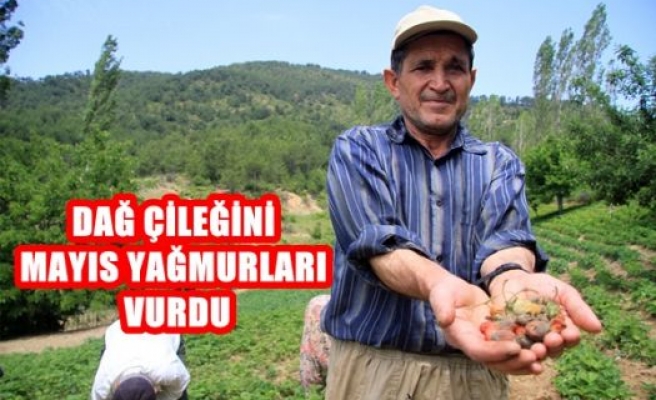 Dağ Çileğini Mayıs Yağmuru Vurdu