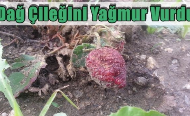 Dağ Çileğini Yağmur Vurdu