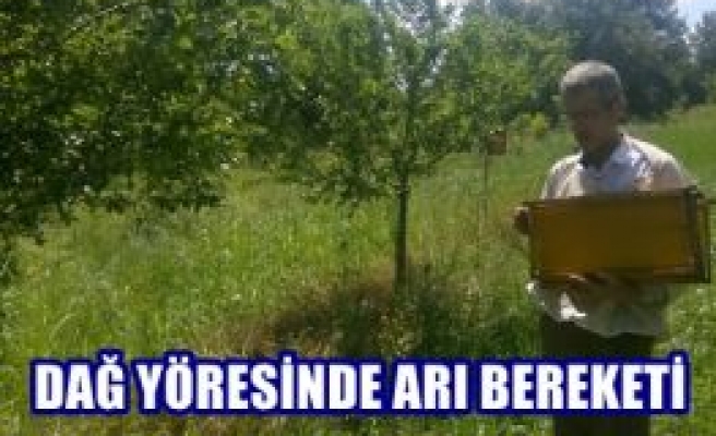 Dağ Yöresinde Arı Bereketi