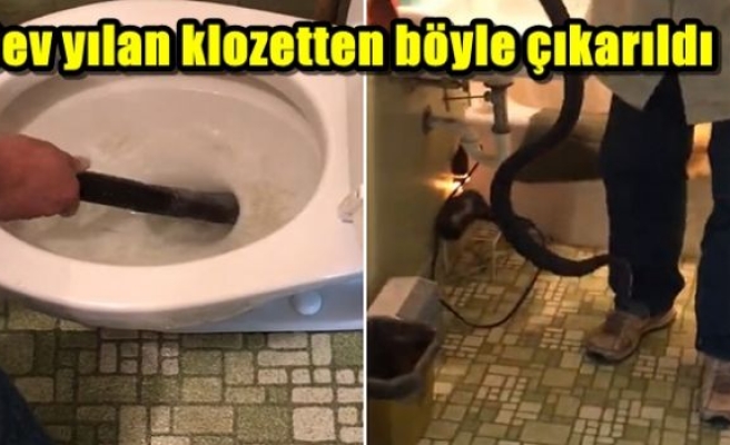 Dev yılan klozetten böyle çıkarıldı