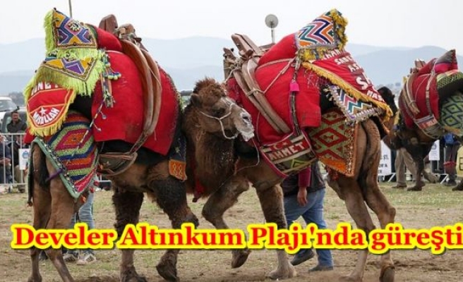 Develer Altınkum Plajı'nda güreşti