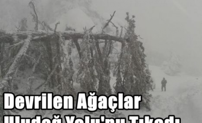 Devrilen Ağaçlar Uludağ Yolu'nu Tıkadı