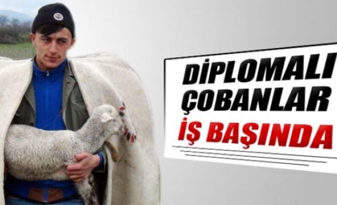 Diplomalı çobanlar iş başında