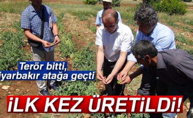 Diyarbakır’da ilk kez bezelye üretildi