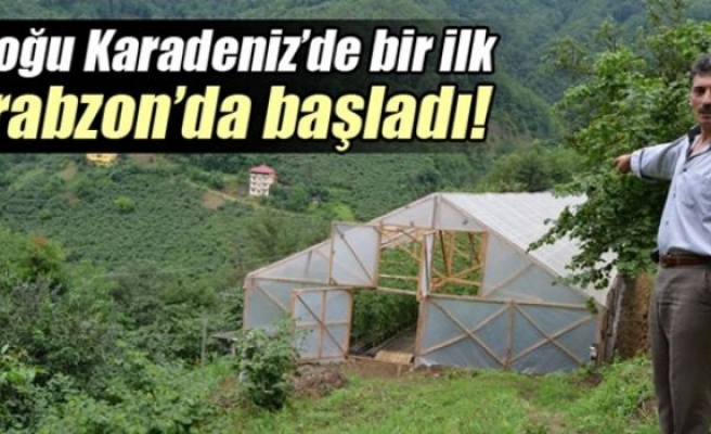 Doğu Karadeniz’de topraksız tarım dönemi