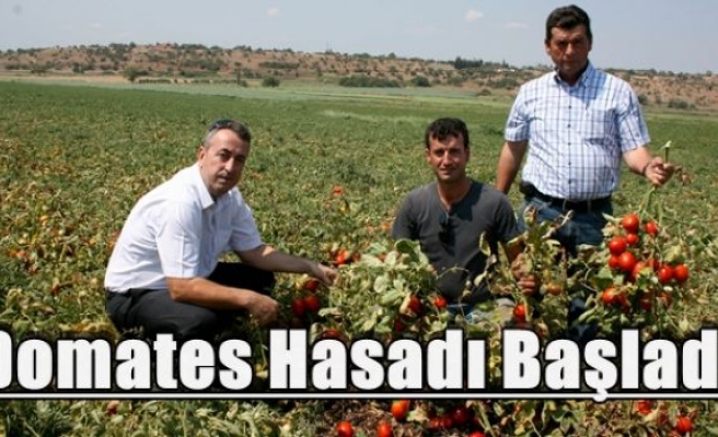 Domates Hasadı Başladı