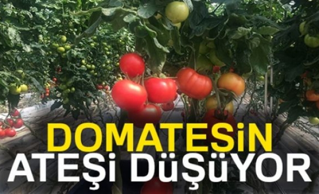 Domatesin Ateşi Düşüyor