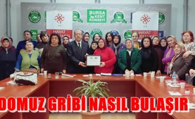 Domuz Gribi Nasıl Bulaşır