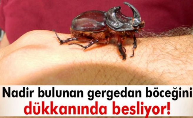 Dükkanında gergedan böceği besliyor