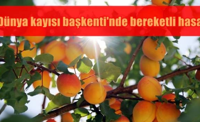 'Dünya kayısı başkenti'nde bereketli hasat