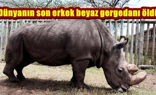 Dünyanın son erkek beyaz gergedanı öldü