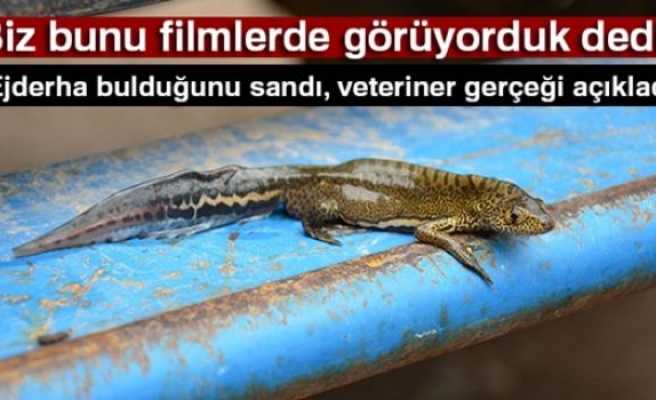 Ejderha Bulduğunu Sandı, Veteriner Gerçeği Açıkladı