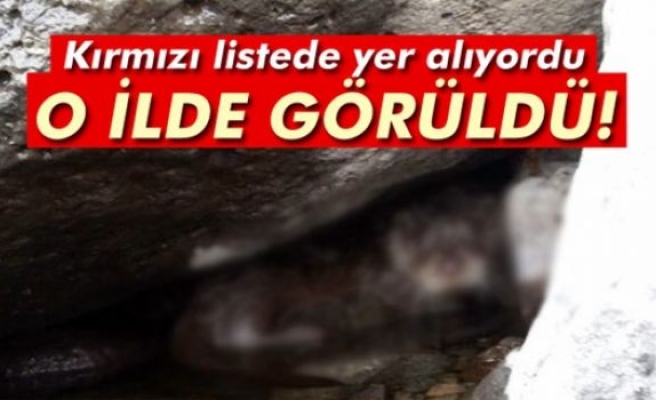 Elazığ'da su samuru bulundu