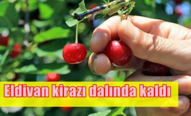 Eldivan kirazı dalında kaldı