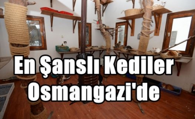 En Şanslı Kediler Osmangazi'de