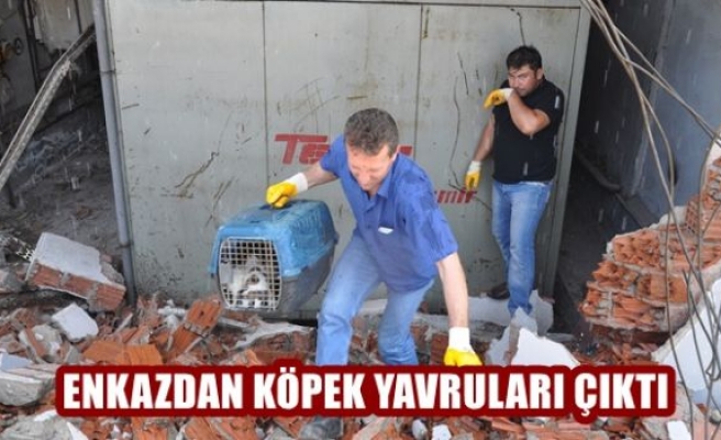 Enkazdan Köpek Yavruları Çıktı