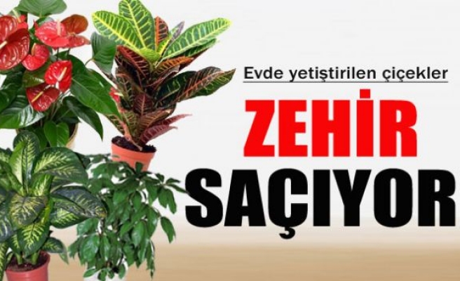 Evde yetiştirilen çiçekler zehir saçıyor!