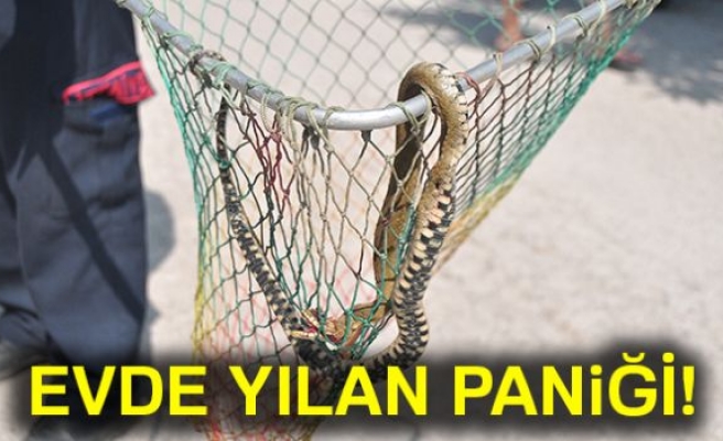 EVDE YILAN PANİĞİ!