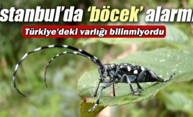 Fatih’te ‘böcek’ alarmı