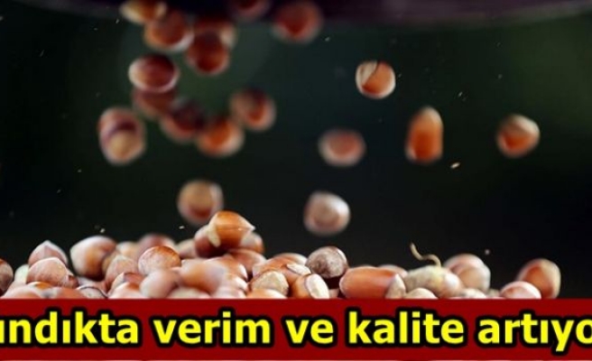 Fındıkta verim ve kalite artıyor