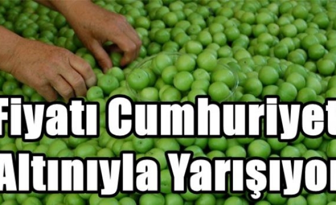 Fiyatı Cumhuriyet Altınıyla Yarışıyor