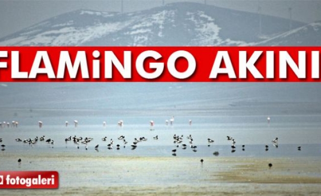 FLAMİNGO AKINI!