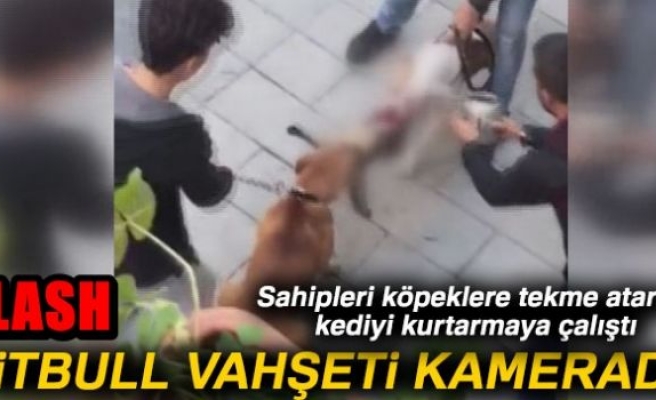 Gaziosmanpaşa'da yaşanan pitbull vahşeti kamerada