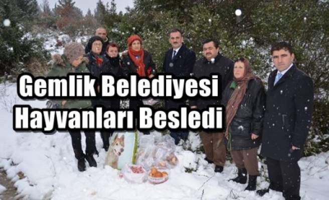 Gemlik Belediyesi Hayvanları Besledi