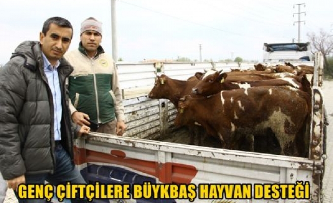 Genç çiftçilere büyükbaş hayvan desteği