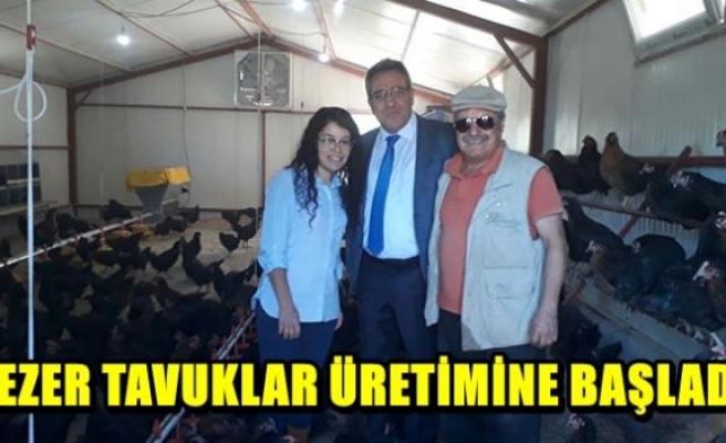 Gezer tavuklar üretime başladı