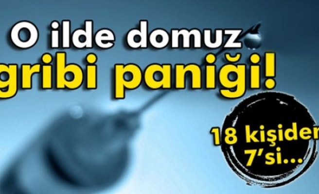 Giresun’da domuz gribi paniği!