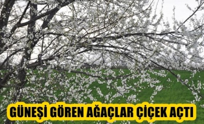 Güneşi Gören Ağaçlar Çiçek Açtı