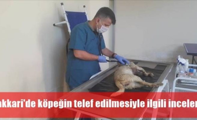 Hakkari'de köpeğin telef edilmesiyle ilgili inceleme