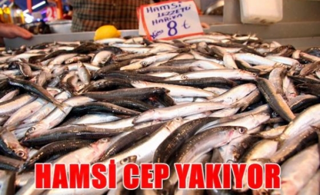 Hamsi cep yakıyor