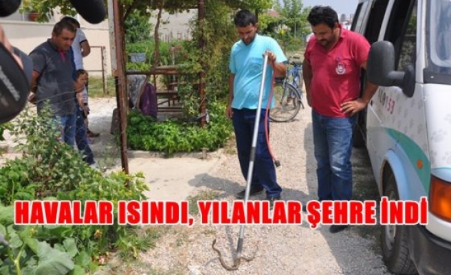 Havalar ısındı , yılanlar şehre indi