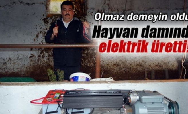 Hayvan damında elektrik üretti