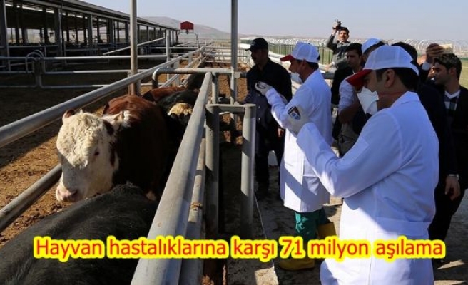 Hayvan hastalıklarına karşı 71 milyon aşılama