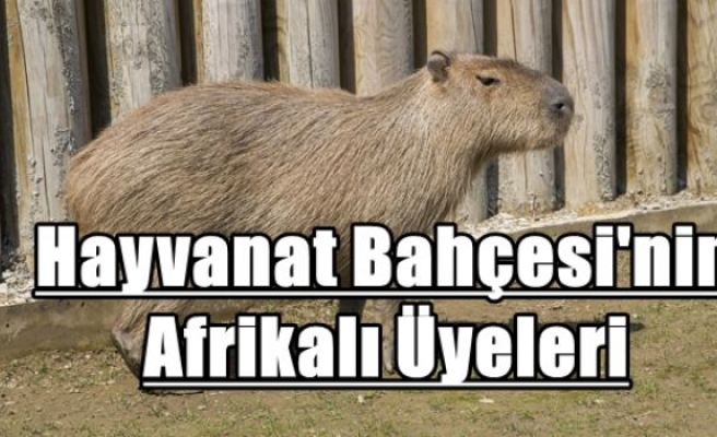 Hayvanat Bahçesi'nin Afrikalı Üyeleri