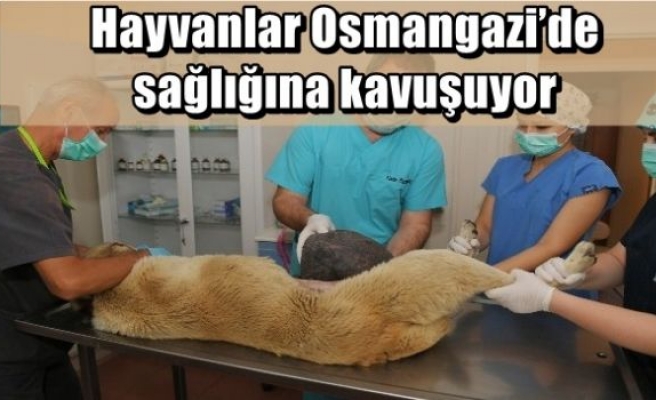 Hayvanlar Osmangazi’de sağlığına kavuşuyor