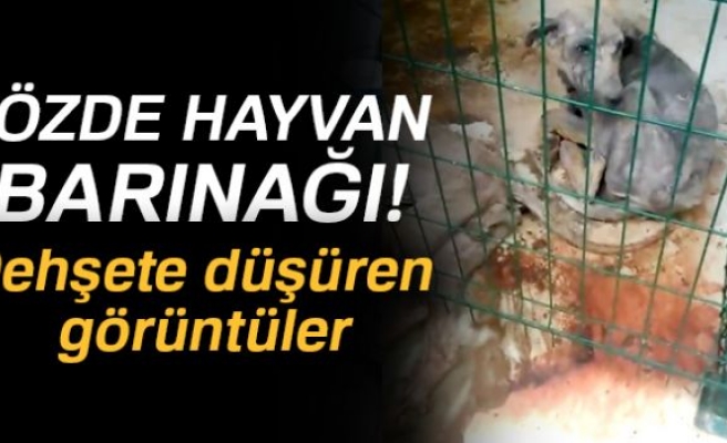 Hayvanseverler büyük tepki gösterdi!