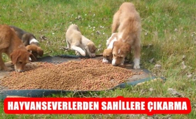 Hayvanseverlerden Sahillere Çıkarma