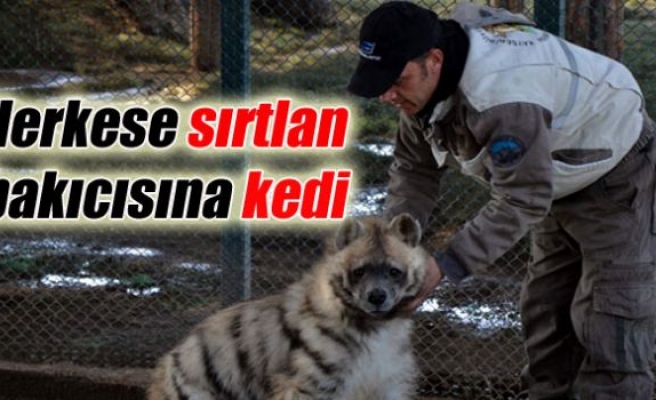 Herkese sırtlan, bakıcısına kedi