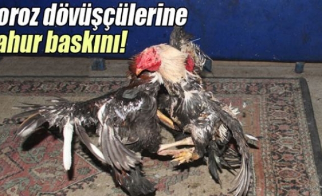 Horoz dövüşçülerine sahur baskını