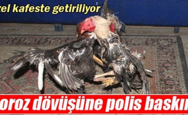 Horoz dövüşüne polis baskını