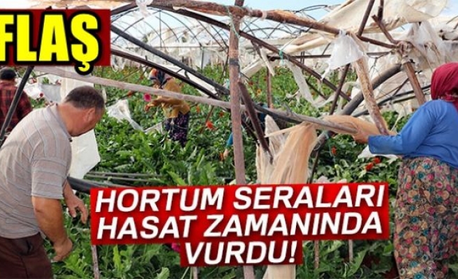 Hortum hasat zamanında vurdu!